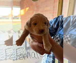Golden Retriever-Unknown Mix Dogs for adoption in Grafton, WI, USA