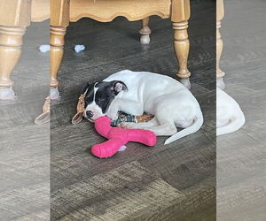 Labrador Retriever-Unknown Mix Dogs for adoption in Columbus, IN, USA