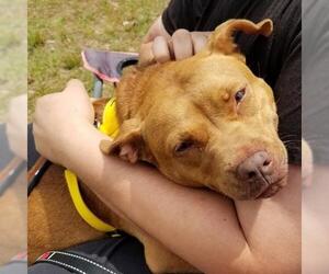 American Pit Bull Terrier-Unknown Mix Dogs for adoption in Pensacola, FL, USA
