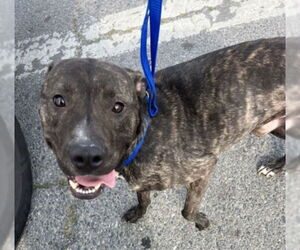 American Pit Bull Terrier-Unknown Mix Dogs for adoption in San Bernardino, CA, USA