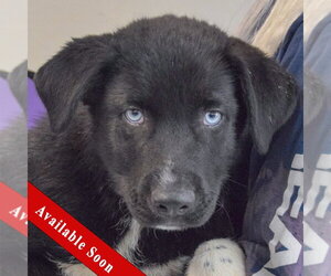 Medium Photo #1 Gerberian Shepsky Puppy For Sale in Huntley, IL, USA
