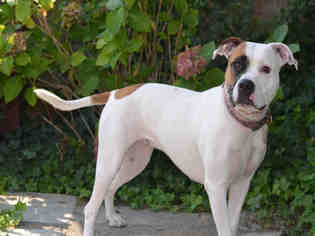American Bulldog Dogs for adoption in Jackson, CA, USA