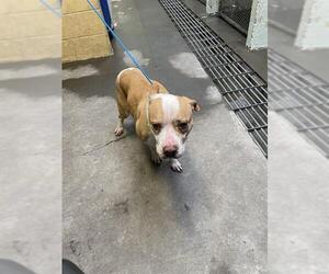 Mutt Dogs for adoption in Stockton, CA, USA