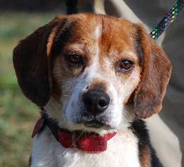 Medium Photo #1 Beagle Puppy For Sale in Chesapeake City, MD, USA