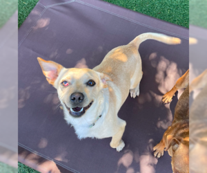 Mutt Dogs for adoption in San Francisco, CA, USA
