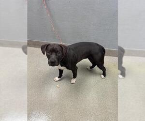 American Pit Bull Terrier-Unknown Mix Dogs for adoption in Las Vegas, NV, USA