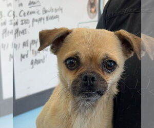 Pug Dogs for adoption in Chico, CA, USA