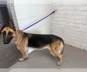 German Shepherd Dog Dogs for adoption in San Bernardino, CA, USA