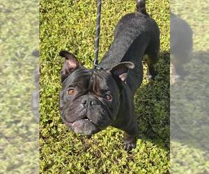 Bulldog-Unknown Mix Dogs for adoption in Fort Lauderdale, FL, USA
