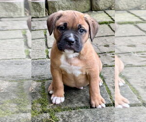 American Staffordshire Terrier-Boxer Mix Dogs for adoption in Hillsboro, MO, USA