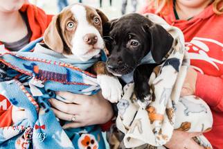 American Staffordshire Terrier Dogs for adoption in Alton, IL, USA
