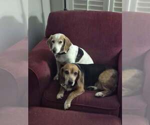 Beagle Dogs for adoption in Atlanta, GA, USA