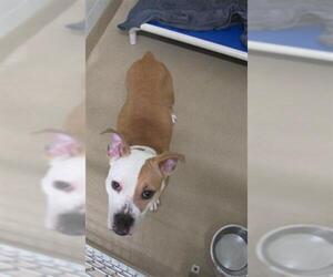 Bullboxer Pit Dogs for adoption in Derwood, MD, USA