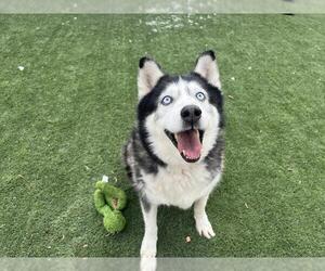 Siberian Husky Dogs for adoption in Corona, CA, USA