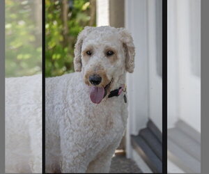 Poodle (Standard) Dogs for adoption in Menifee, CA, USA