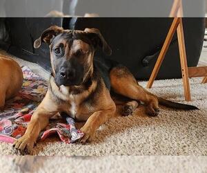 Doberman Pinscher-German Shepherd Dog Mix Dogs for adoption in Sacramento, CA, USA