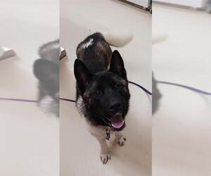 Akita Dogs for adoption in Center Township, PA, USA
