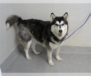 Siberian Husky-Unknown Mix Dogs for adoption in Pasadena, TX, USA