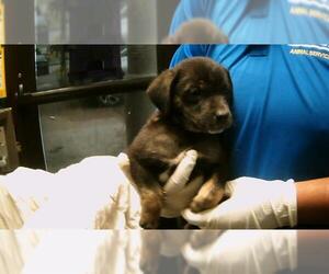 Saint Bernard-Unknown Mix Dogs for adoption in Tulsa, OK, USA