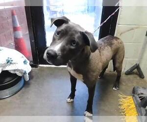 Mutt Dogs for adoption in Tulsa, OK, USA