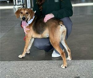 Mutt Dogs for adoption in Martinsburg, WV, USA
