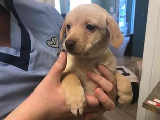 Chiweenie Dogs for adoption in Lawrence, KS, USA