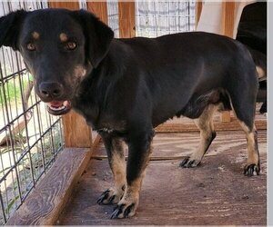 Mutt Dogs for adoption in Los Lunas, NM, USA