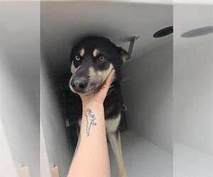 Siberian Husky-Unknown Mix Dogs for adoption in Houston, TX, USA