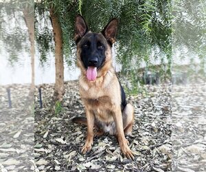 German Shepherd Dog Dogs for adoption in San Diego, CA, USA