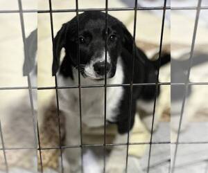 Border Collie-Unknown Mix Dogs for adoption in SHERBURNE, NY, USA