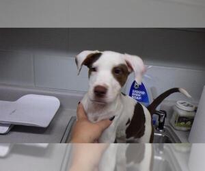 American Pit Bull Terrier-Unknown Mix Dogs for adoption in Augusta, GA, USA