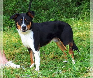 Australian Shepherd-Unknown Mix Dogs for adoption in Wetumpka, AL, USA