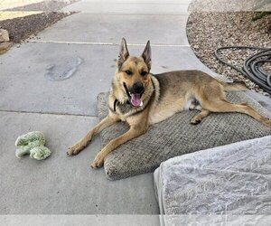 German Shepherd Dog Dogs for adoption in phoenix, AZ, USA
