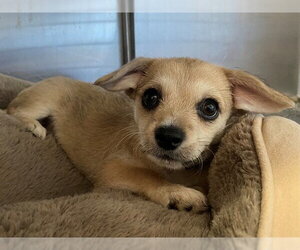 German Shepherd Dog-Maltese Mix Dogs for adoption in San Clemente, CA, USA