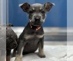 Labrador Retriever-Unknown Mix Dogs for adoption in Conroe, TX, USA