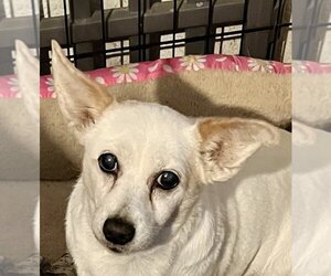 Mutt Dogs for adoption in Colton, CA, USA