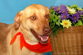 Labrador Retriever-Unknown Mix Dogs for adoption in Elizabeth City, NC, USA