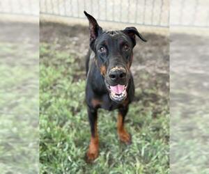 Doberman Pinscher Dogs for adoption in Riverside, CA, USA