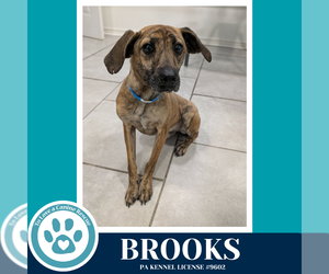 Mutt Dogs for adoption in Kimberton, PA, USA