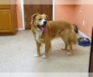 Golden Labrador Dogs for adoption in York, SC, USA