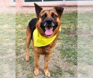 German Shepherd Dog-Unknown Mix Dogs for adoption in San Antonio, TX, USA