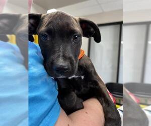 American Pit Bull Terrier-Unknown Mix Dogs for adoption in Pasadena, TX, USA