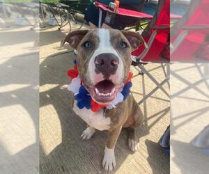 American Pit Bull Terrier Dogs for adoption in Wylie, TX, USA