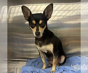 Chihuahua-Unknown Mix Dogs for adoption in Washington, DC, USA