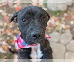 Mutt Dogs for adoption in Tulsa, OK, USA