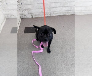 Chug Dogs for adoption in San Bernardino, CA, USA