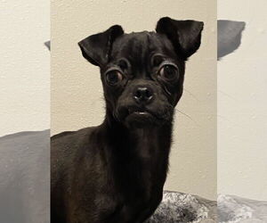Chug Dogs for adoption in Bellevue, WA, USA