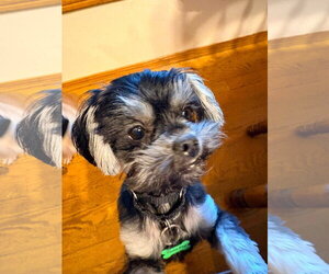 Shih Tzu-Unknown Mix Dogs for adoption in New London, WI, USA