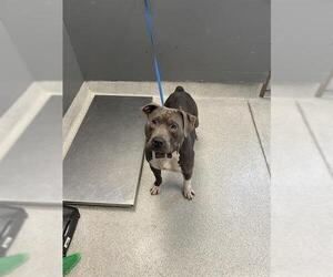 American Staffordshire Terrier Dogs for adoption in Tallahassee, FL, USA