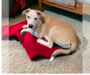 Medium Photo #1 Aussiedor Puppy For Sale in Spring, TX, USA